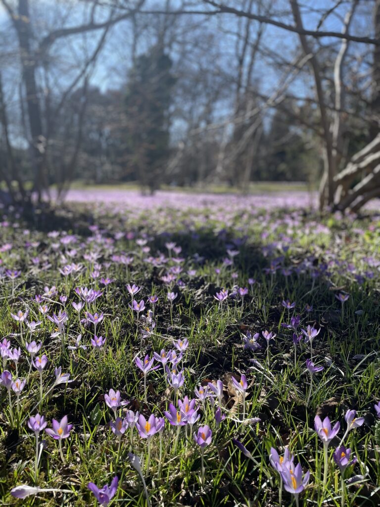 Christine Bethke Trauerrednerin für persönliche Trauerfeiern München und Umland Deutsch Französisch Spanisch Krokusse im botanischen Garten oficiante funeraria Múnich Officiante funéraire Munich